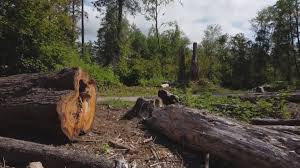 Best Storm Damage Tree Cleanup  in El Reno, OK